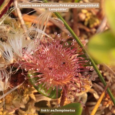 Posted media
